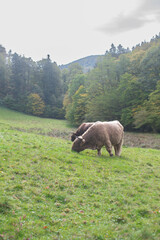 Bulle am abgrasen auf der Weide