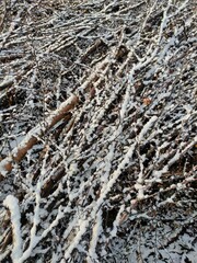piles of felled tree branches close-up, sprinkled with snow, left in a clearing in the forest