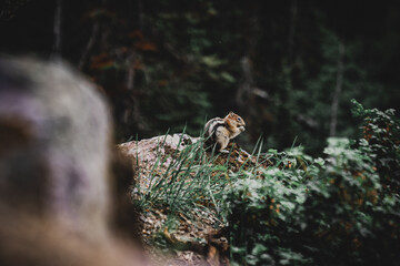 chipmunk