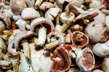 Freshly picked champion mushrooms on the kitchen table