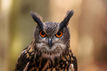 male Eurasian eagle-owl (Bubo bubo) close-up portrait