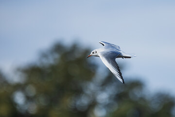 small black-headed gull (Chroicocephalus ridibundus) flying over the river
