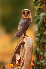 female barn owl (Tyto alba) detailed autumn portrait