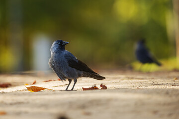 western jackdaw (Coloeus monedula) in the park