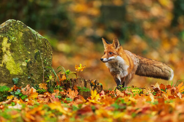 male red fox (Vulpes vulpes)