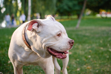 Cute white dog american bulldog breed in summer or autumn forest on green grass