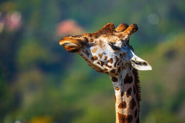 Nubian giraffe (Giraffa camelopardalis camelopardalis) a detailed portrait