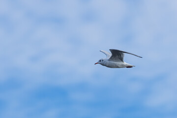 small black-headed gull (Chroicocephalus ridibundus) flying with the blue sky
