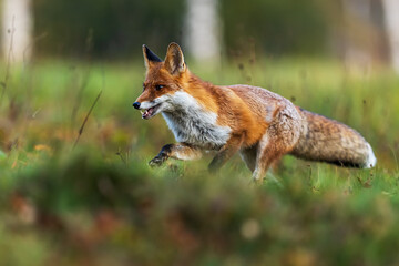 male red fox (Vulpes vulpes) running through the meadow