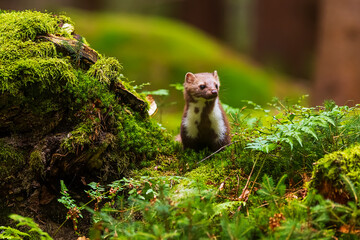 female beech marten (Martes foina) in the forest moss