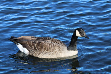 One branta canadensis country goose swimming in the water at the Craiglockhart pond in Edinburgh Scotland 