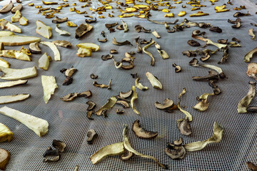 Drying edible mushrooms on a sieve
