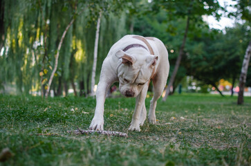 Cute white dog american bulldog breed is running and playing with piece of wood stick