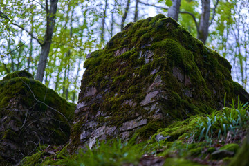 Enchanted forest covered in moss