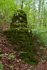 Enchanted forest covered in moss