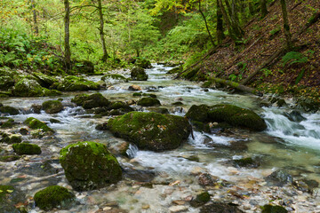 River in the enchanted forest