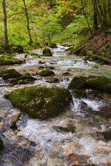 River in the enchanted forest