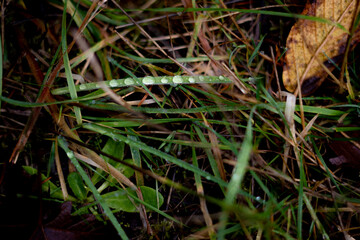 grass with rain
