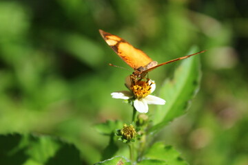 butterfly on a flower
