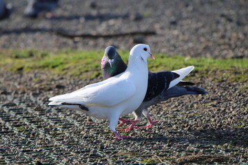 white pigeon and common pigeon standing on the ground © Serge