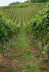 Obraz premium Obernai, France - 09 05 2022: Panoramic view of vine fields along the wine route