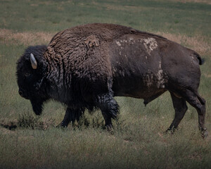 Profile of a mature large Bison walking on the plains