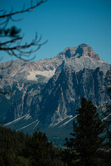 a tree with a mountain in the background