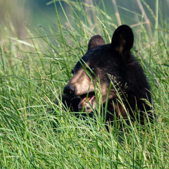 Portrait close-up of a Black bear cub sticking its head up in tall grass