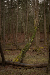 A moss covered leaning tree trunk in a dense and dark forest.