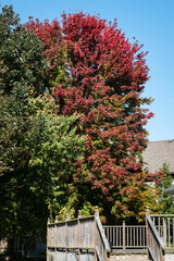 Red maple tree in autumn 