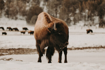 Bison of Zion National Park