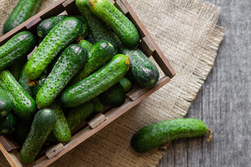 Fresh ripe organic small gherkin cucumbers in bowl or basket, not marinated vegetable, cornichon