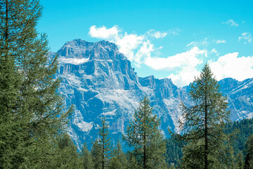 a tree with a mountain in the background