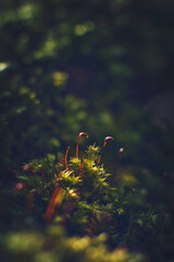 Tiny moss growing in sparse sunlight. High quality photo