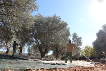 Olive harvest: With a long pole, a harvester rakes ripe olives from an olive tree on the Aegean...
