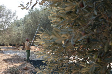Olive harvest: With a long pole, a harvester rakes ripe olives from an olive tree on the Aegean...