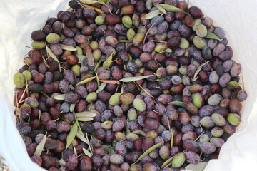 Olive harvest: Collected black olives in a thin plastic bag in Turkey. More accurately, one should actually say purple or violet olives, because the olives become really black only after pickling.