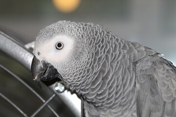A pet African Grey Parrot playing on top of his cage at his home address. These birds are known for their intelligence, ability to talk and their famous red tails.