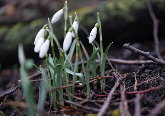 Blooming snowdrops in spring. The first flowers, signs of spring. White flowers, snowdrops against the damp ground.