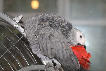 A pet African Grey Parrot playing on top of his cage at his home address. These birds are known for their intelligence, ability to talk and their famous red tails.