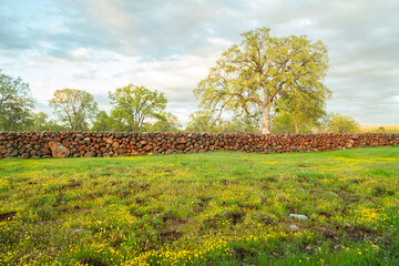 Fototapeta premium Spring Green Oak Trees with a rock wall on a cloudy day 
