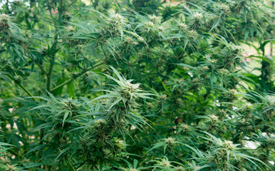cannabis plant
