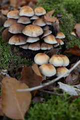 A group of Hallimasch mushrooms on tree stump on forest floor