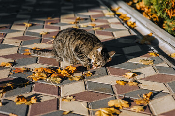 A beautiful, striped, gray cat sits in the autumn in the park and eats food, licks its lips. Animal photography.