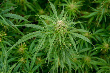Naklejka na ściany i meble cannabis plant