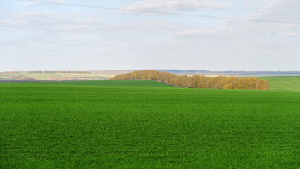 A wide horizontal panorama of a yellow-green field, rough terrain with trees, hills and traces of a passing car. Natural background of green wheat against a large blue sky on a sunny day.