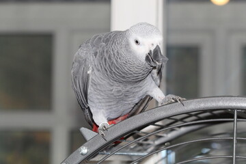 A pet African Grey Parrot playing on top of his cage at his home address. These birds are known for their intelligence, ability to talk and their famous red tails.