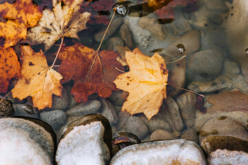 Large red, yellow maple leaves and stones lie in the water after rain in autumn. Photography, background, top view, landscape.