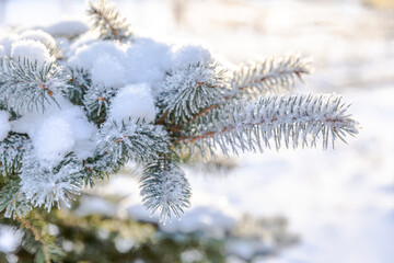 Frosty fir tree with shiny ice frost in snowy forest park. Christmas tree covered hoarfrost and in snow. Tranquil peacful winter nature. Extreme north low temperature, cool winter weather outdoor