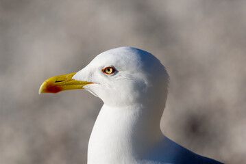 close up of a seagull
